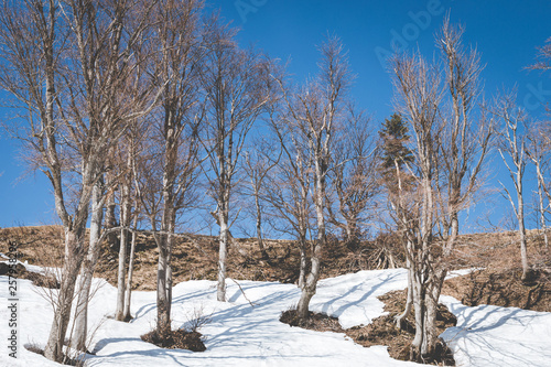 Wallpaper Mural Last snow at timberline near Puchberg am Schneeberg Torontodigital.ca