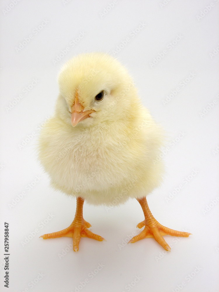 Fototapeta premium küken