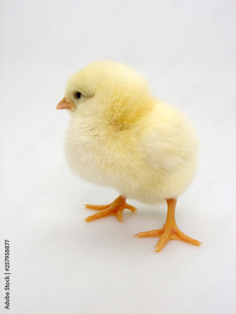 Fototapeta premium pisklę