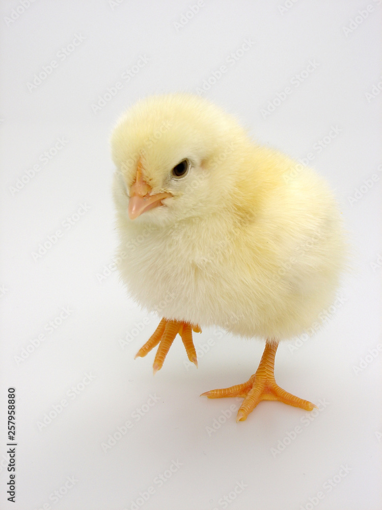 küken küken