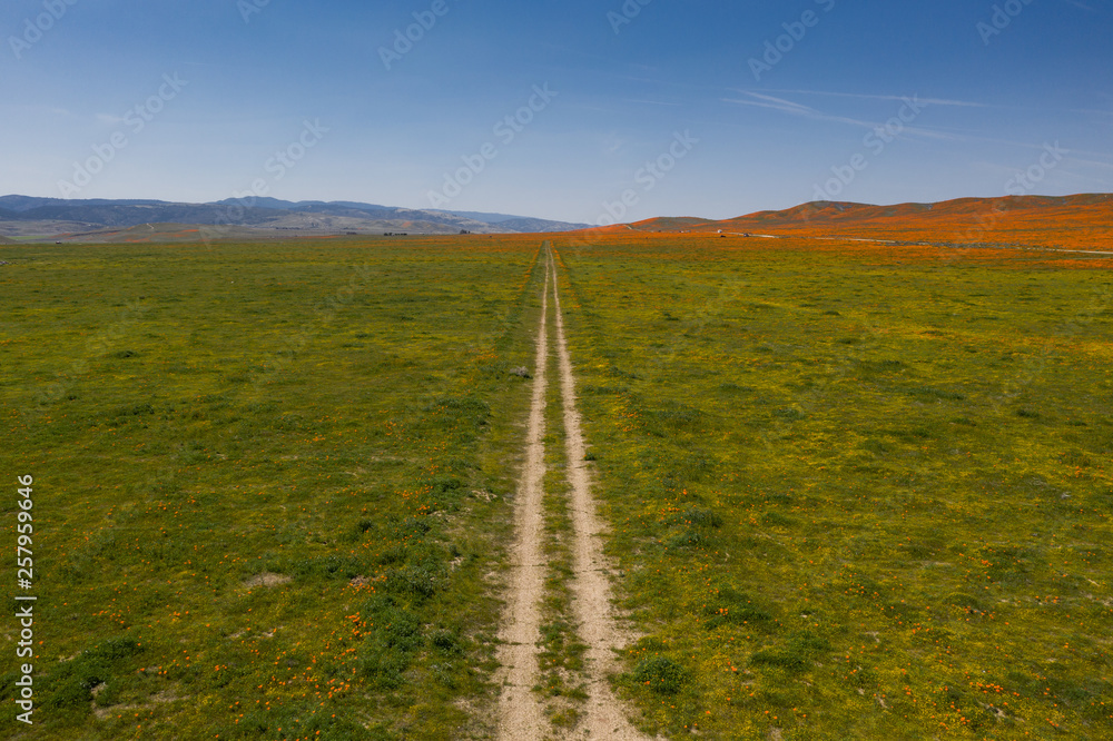 California Off Road - Superbloom California Off Road - Superbloom