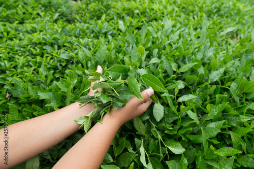 the child cut the tea leaves in the field from Rize / Turkey.