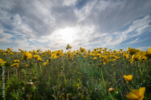 Fototapeta Naklejka Na Ścianę i Meble -  field of sunflowers and blue sky