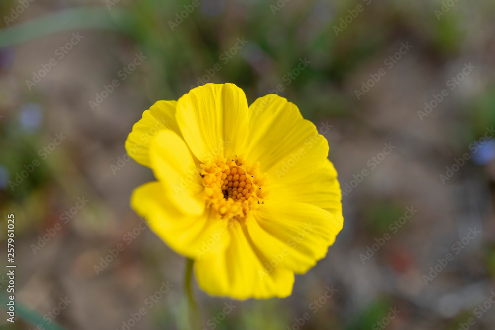 yellow flower in garden yellow flower in garden