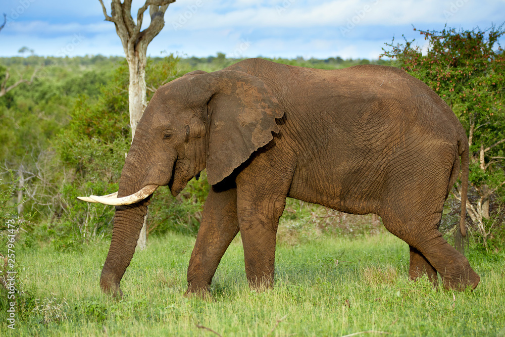 Fototapeta premium Portrait of single African elephant
