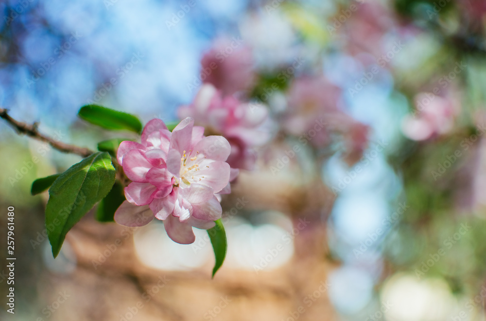 Fototapeta premium spring day, warm sun . branches of a flowering Apple tree. pink flowers in a blur, a blank for background