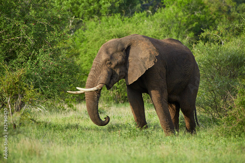 Portrait of lonesome  African elephant