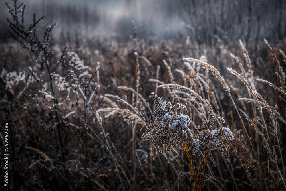 Fototapeta premium the first snow