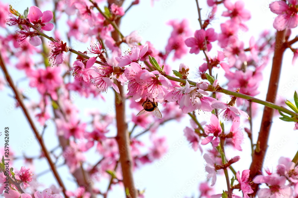 Pink Blossom Bloom on Fruit Peach Tree Floral Portrait Pink Blossom Bloom on Fruit Peach Tree Floral Portrait