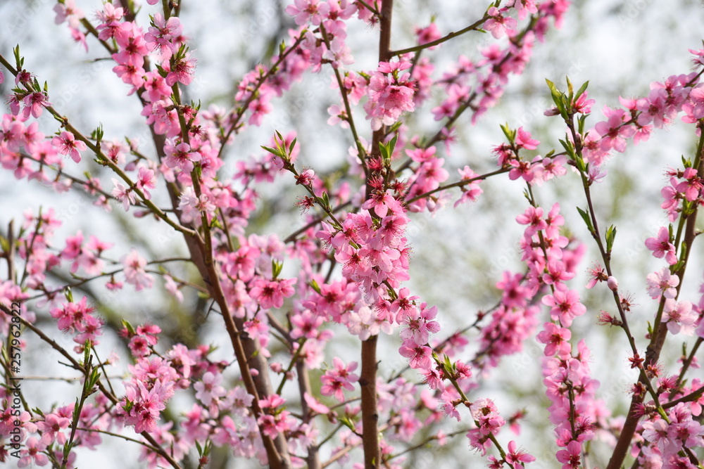 Pink Blossom Bloom on Fruit Peach Tree Floral Portrait Pink Blossom Bloom on Fruit Peach Tree Floral Portrait