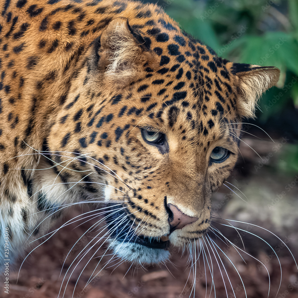 Obraz premium Leopard, a beautiful panther, portrait