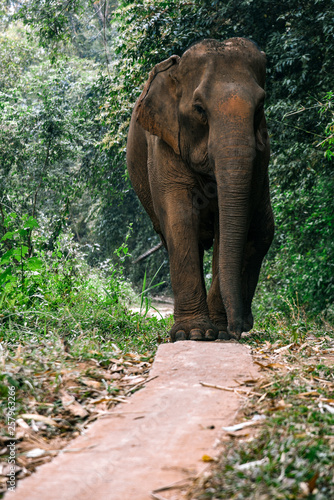 Elephant on Trail in Chiang Mai  Thailand