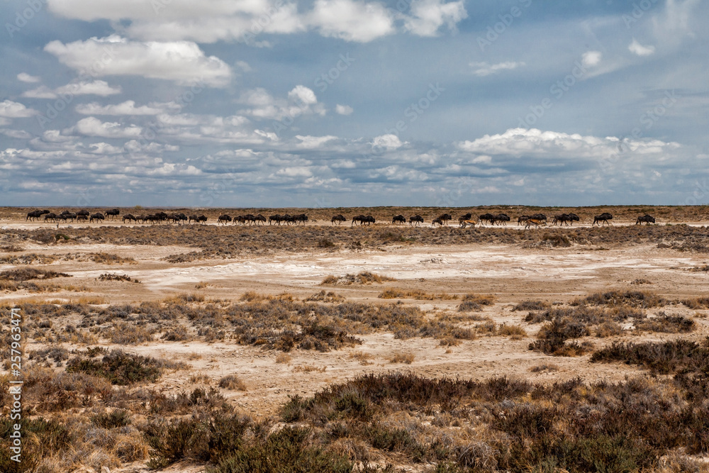 Wildebeest herd on the dry plains on their way to a waterhole in Etosha National Park in Namibia