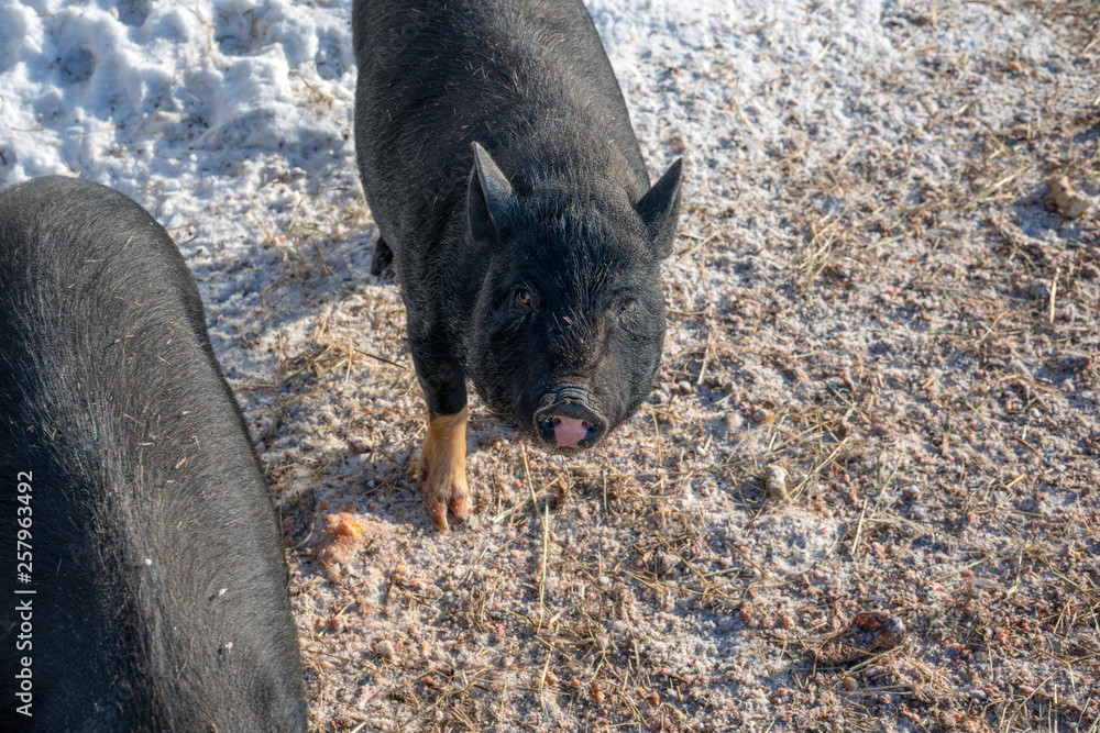 Black Vietnamese pigs on the farm Black Vietnamese pigs on the farm