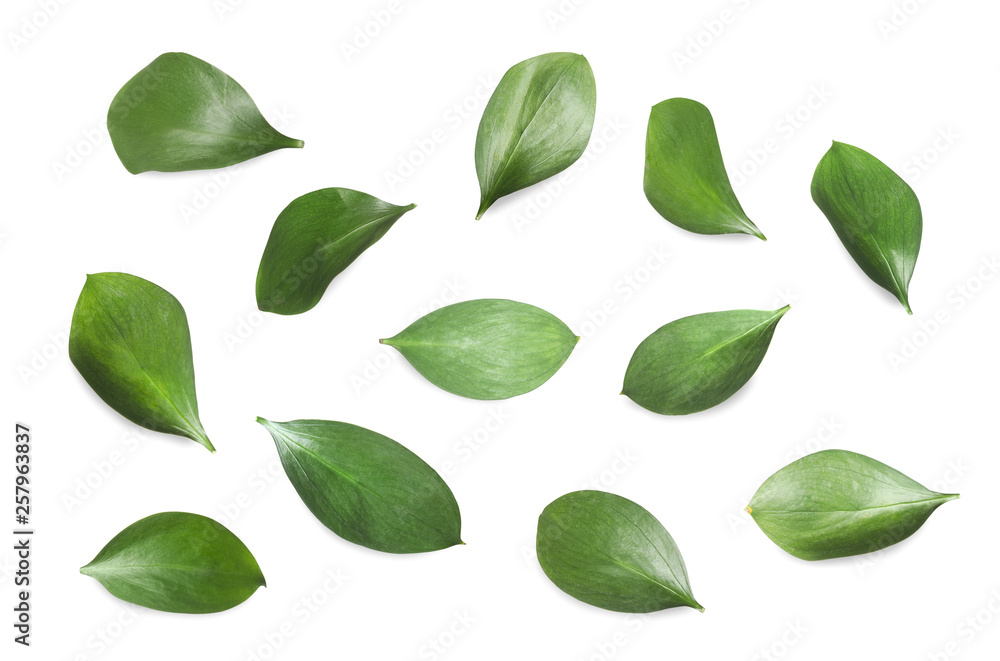 Set of green fresh leaves on white background