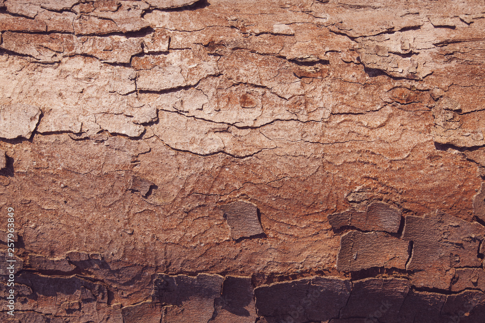 The bark of the tree. Texture. Pattern. Background. The bark of the tree. Texture. Pattern. Background.
