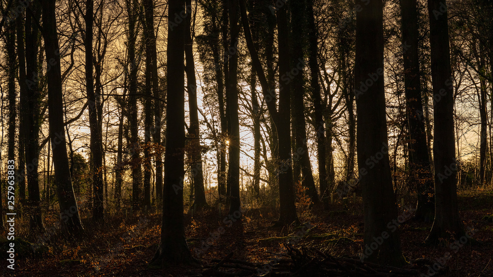 Obraz premium sunset through the trees 2