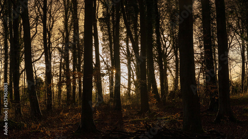 sunset through the trees 2