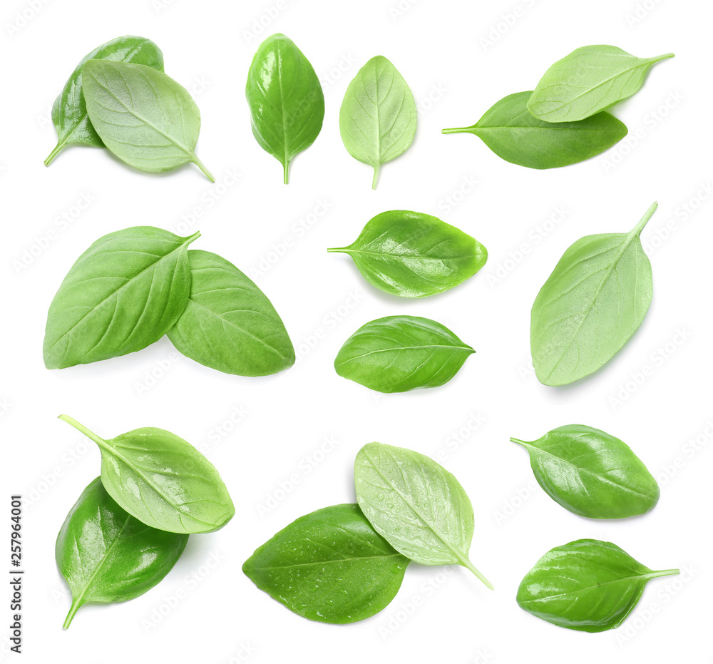 Set of fresh green basil leaves on white background, top view Set of fresh green basil leaves on white background, top view