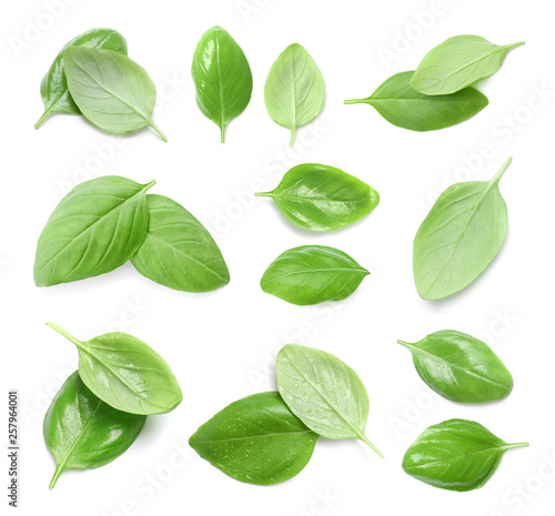 Set of fresh green basil leaves on white background, top view