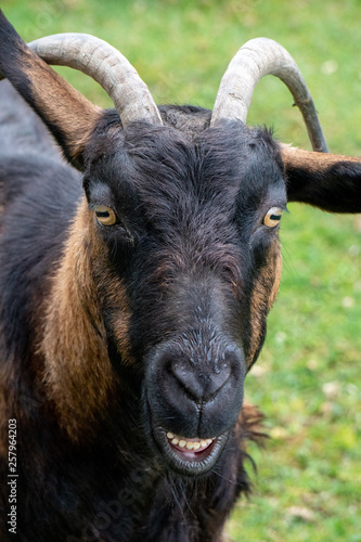 Goat Front Portrait