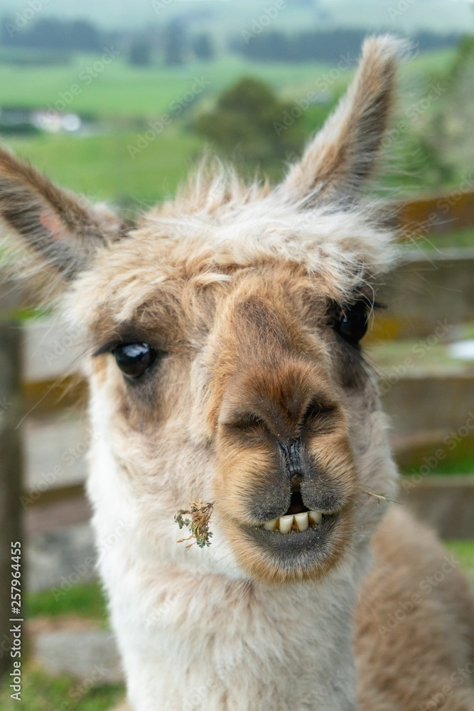 Obraz premium Alpaca Front Portrait