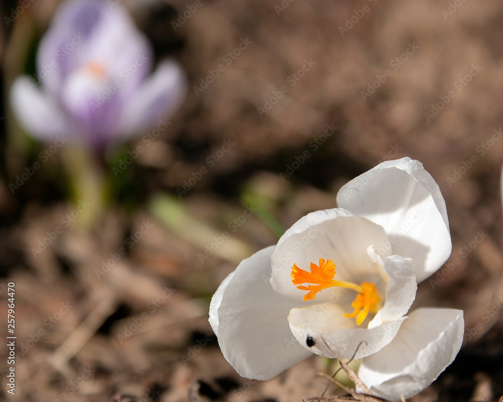 Beautiful crocuses, white and blurred lilac with bright orange pistils against the background of last year's leaves. Beautiful crocuses, white and blurred lilac with bright orange pistils against the background of last year's leaves.