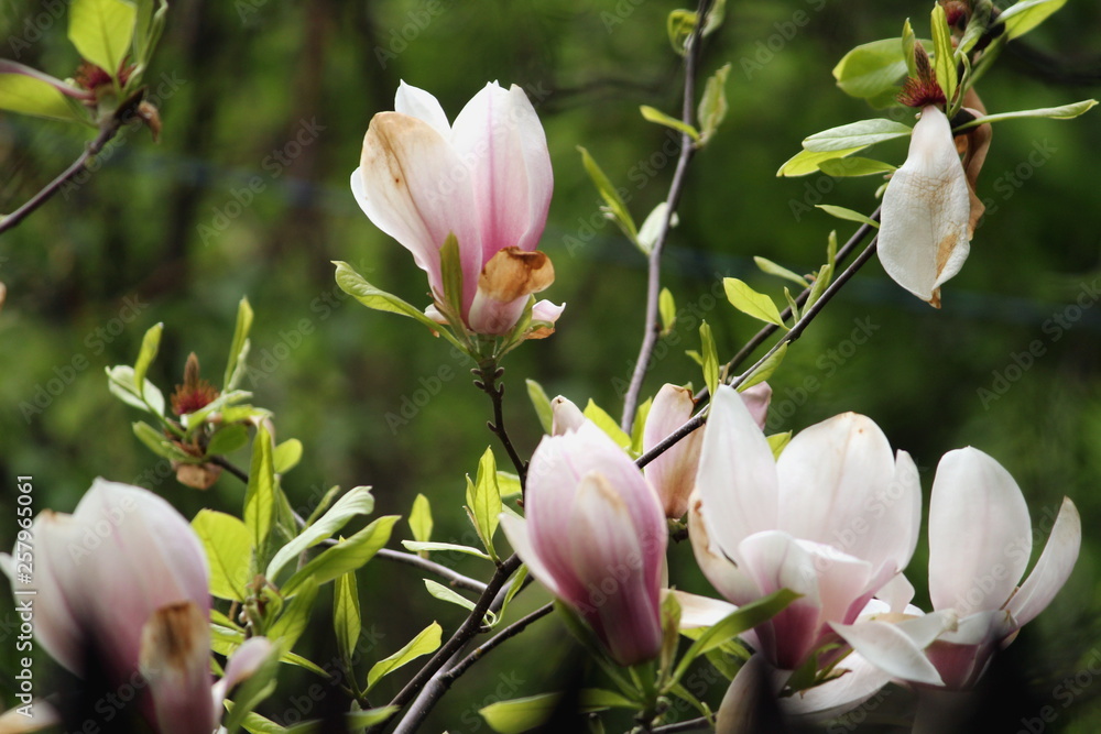 Obraz premium Flower Magnolia