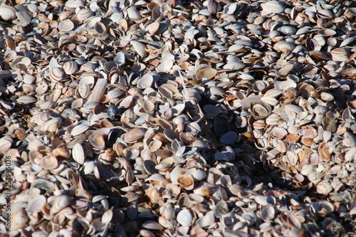 shells of the cockle sea animals in piles on the beach of Monster in The Netherlands
