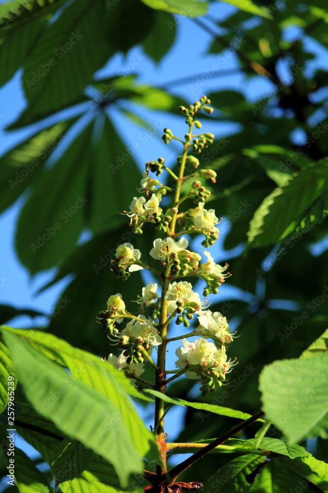 Obraz premium Chestnut blooms