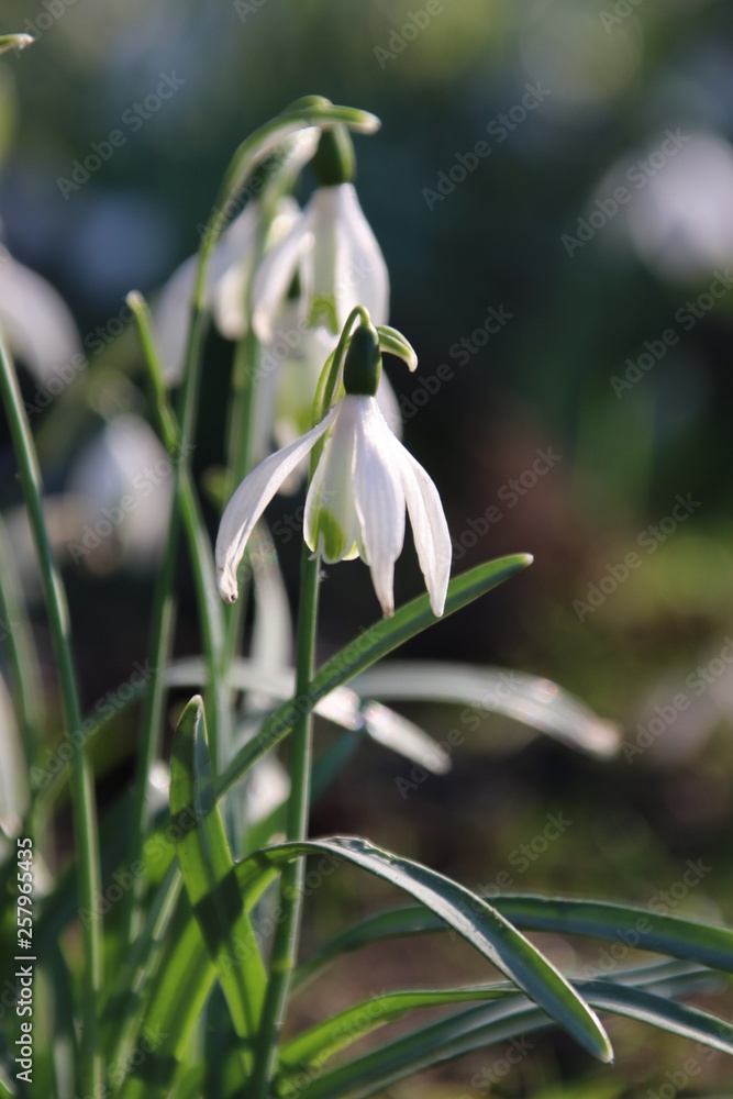 White flowers of the snowdrop flowerbulb in the grass in a park in Rotterdam the Netherlands White flowers of the snowdrop flowerbulb in the grass in a park in Rotterdam the Netherlands