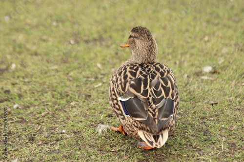 Female brown duck in the grass in a public park in Nieuwerkerk aan den IJssel in the Netherlands photo