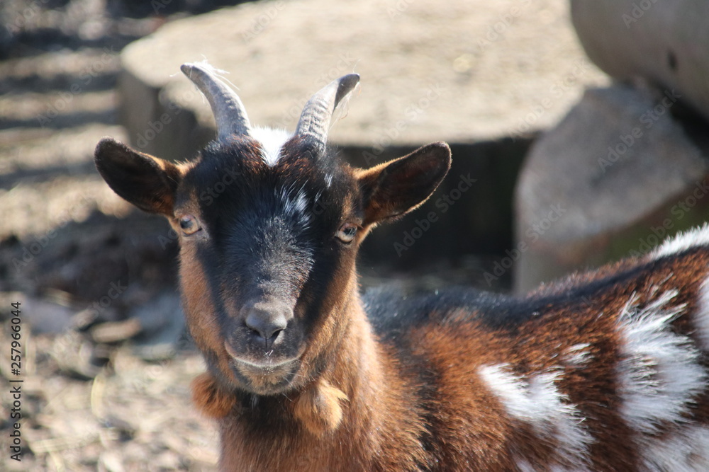 brown and white goats in the sun on a public children farm in Moordrecht in the Netherlands brown and white goats in the sun on a public children farm in Moordrecht in the Netherlands