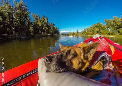 The Dog Days Of Summer - A Dog Is Enjoying An Evening Float On The River