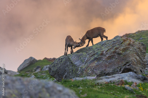 Ibex , Range of Mont Blanc , French Alps