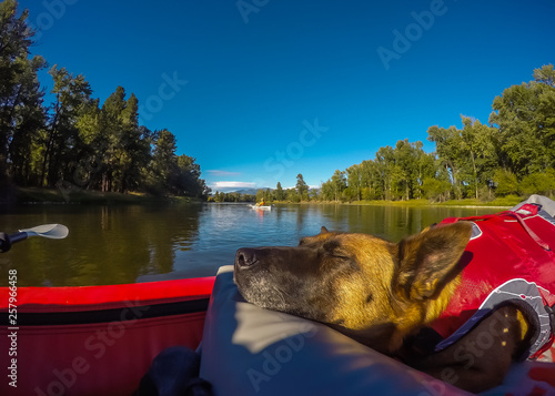 The Dog Days Of Summer - A Dog Is Enjoying An Evening Float On The River