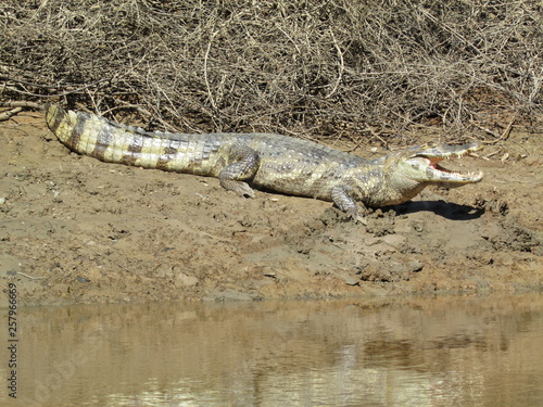 A crocodile sunning itself  Rurrenerbaque  Bolivia