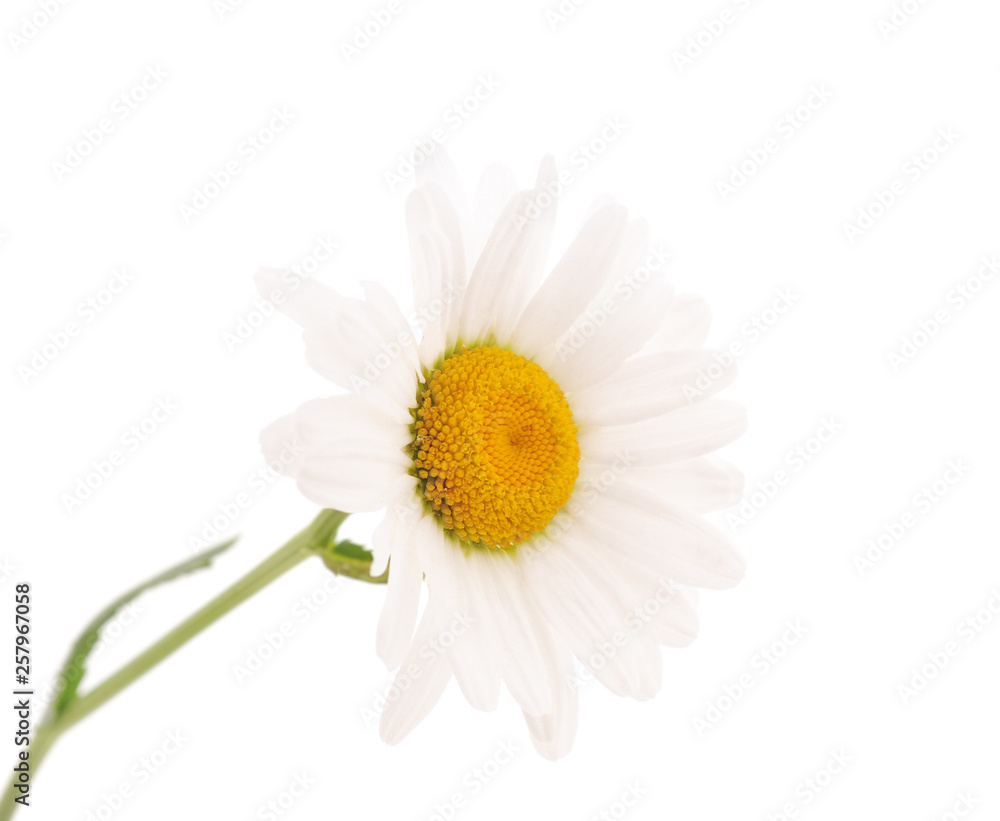 Fototapeta premium Beautiful white chamomile.