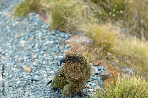 Wilder Kea Papagei in den Bergen in Neuseeland