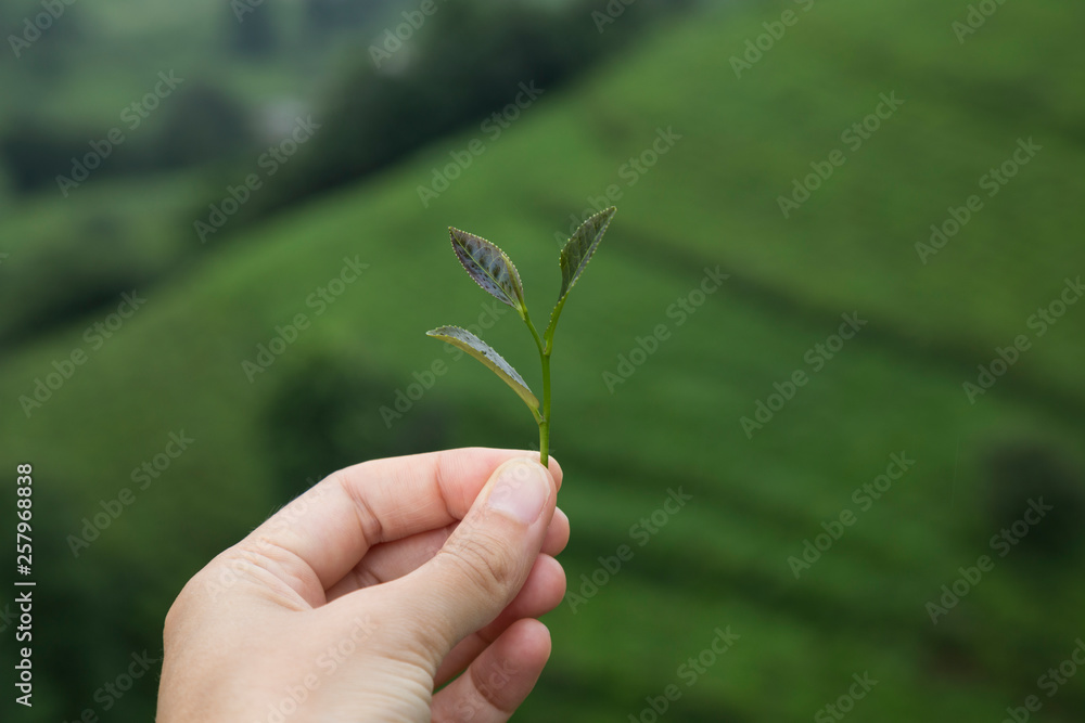 the girl hold the fresh tea sprouts or leaf in the hand at the beautiful tea field from Rize. the girl hold the fresh tea sprouts or leaf in the hand at the beautiful tea field from Rize.