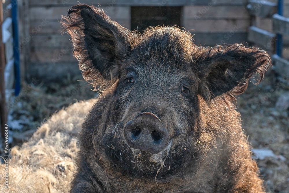 Hungarian breed curly haired mangalica pig portrait Hungarian breed curly haired mangalica pig portrait