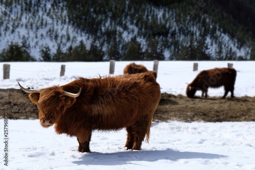 Szkockie bydło górskie, highland - w czeskich Karkonoszach