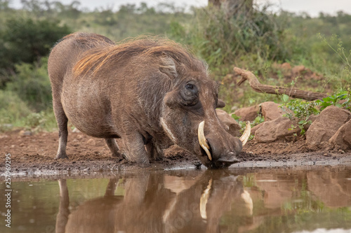 Common Warthog drinking water