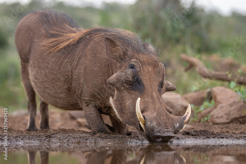 Common Warthog drinking water