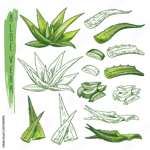 Aloe vera plant sketches. Herb leaf, nature flora photo