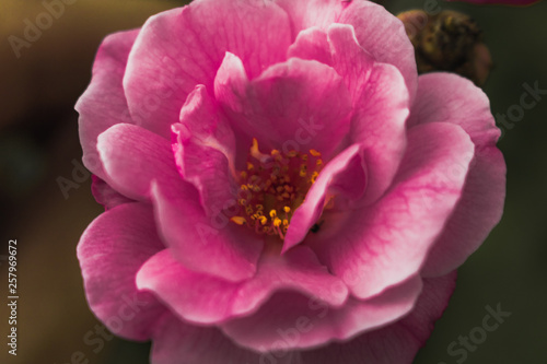 closeup of pink flower