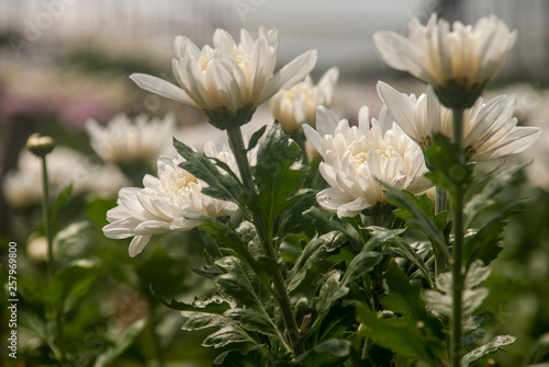 The white chrysanthemum is blooming