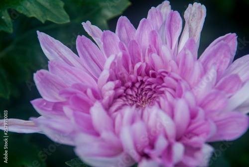 Close-up of pink chrysanthemum