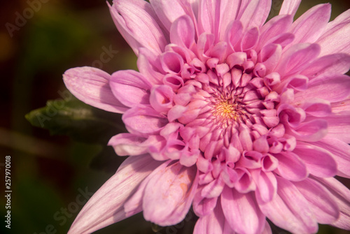 Close-up of pink chrysanthemum