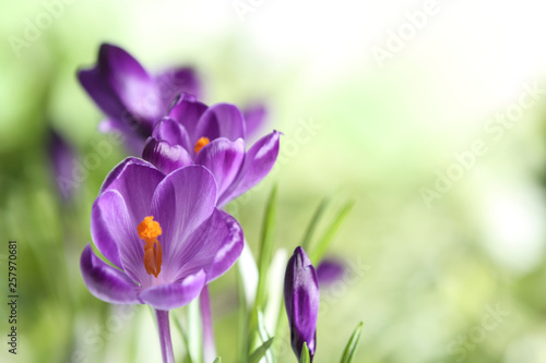 Beautiful spring crocus flowers on blurred background, space for text © New Africa